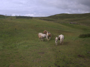 I Poni delle Shetland.