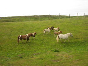 I Poni delle Shetland.