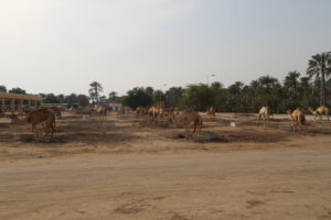 Janabiyah - Royal Camel Farm