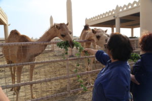 Janabiyah - Royal Camel Farm
